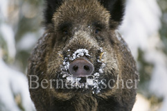 Wildschwein - Zum Vergroessern klicken!
