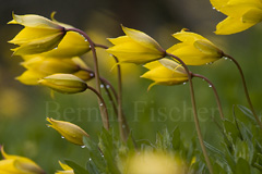 Wildtulpen  - Zum Vergroessern klicken!