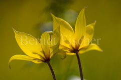 Wildtulpen - Zum Vergroessern klicken!