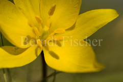 Wildtulpe - Zum Vergroessern klicken!