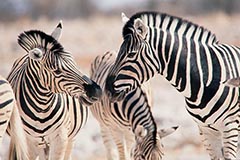 Steppenzebra - Zum Vergroessern klicken!