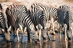 Steppenzebra - Zum Vergroessern klicken!