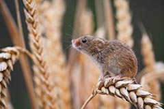 Zwergmaus - Zum Vergroessern klicken!