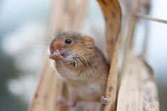 Zwergmaus - Zum Vergroessern klicken!
