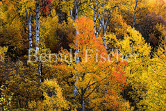 Herbstfarben  - Zum Vergroessern klicken!