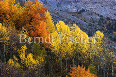 Herbstfarben  - Zum Vergroessern klicken!