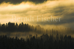 Bayerischer Wald - Zum Vergroessern klicken!