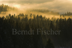 Winterwald Nebelwolken Sonnenstrahlen - Zum Vergroessern klicken!