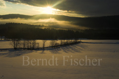 Winterwald  - Zum Vergroessern klicken!