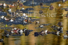 Grasfrosch  - Zum Vergroessern klicken!