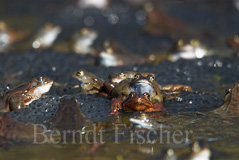 Grasfrosch  - Zum Vergroessern klicken!