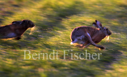Feldhasen - Zum Vergroessern klicken!