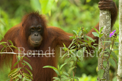 Orang Utan - Zum Vergroessern klicken!