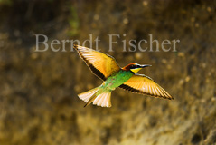 Bienenfresser - Zum Vergroessern klicken!