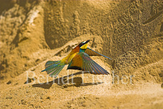 Bienenfresser - Zum Vergroessern klicken!