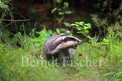 Dachs - Zum Vergroessern klicken!
