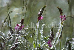 Eis Esparsette Wiesenblumen  - Zum Vergroessern klicken!