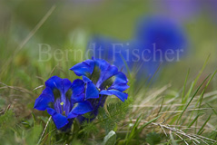Stengelloser Enzian - Zum Vergroessern klicken!