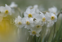 Dichter-Narzisse Narzissen-Wiese  - Zum Vergroessern klicken!