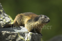 Murmeltier - Zum Vergroessern klicken!
