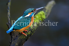 Eisvogel - Zum Vergroessern klicken!