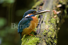 Eisvogel  - Zum Vergroessern klicken!