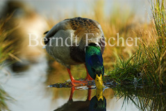 Stockente  - Zum Vergroessern klicken!