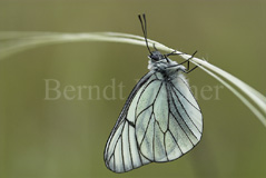 Baumweiling ruhend Federgras  - Zum Vergroessern klicken!