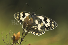 Schachbrettfalter ruhend Schmetterling  - Zum Vergroessern klicken!