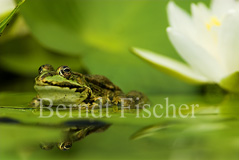 Wasserfrosch Gr�nfrosch - Zum Vergroessern klicken!