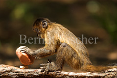Kapuzineraffe  - Zum Vergroessern klicken!