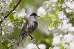 Mnchsgrasmcke  - Zum Vergroessern klicken!
