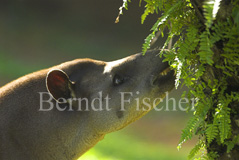 Tapir  - Zum Vergroessern klicken!