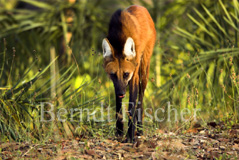 Mhnenwolf  - Zum Vergroessern klicken!