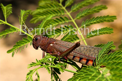 Riesenheuschrecke - Zum Vergroessern klicken!