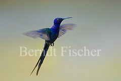 Waldnymphe Kolibri ssp. - Zum Vergroessern klicken!