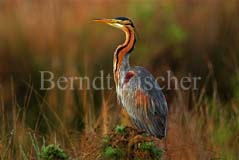 Purpurreiher  - Zum Vergroessern klicken!