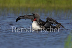 Sterntaucher - Zum Vergroessern klicken!