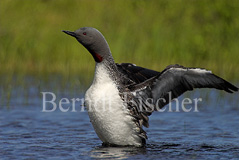 Sterntaucher  - Zum Vergroessern klicken!