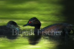 Schwarzhalstaucher  - Zum Vergroessern klicken!