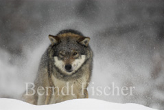 Wolf - Zum Vergroessern klicken!