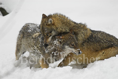 Wolf  - Zum Vergroessern klicken!